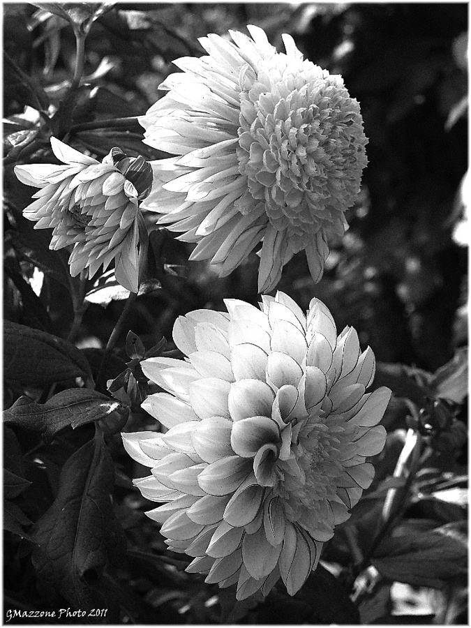 Dalie in B&W