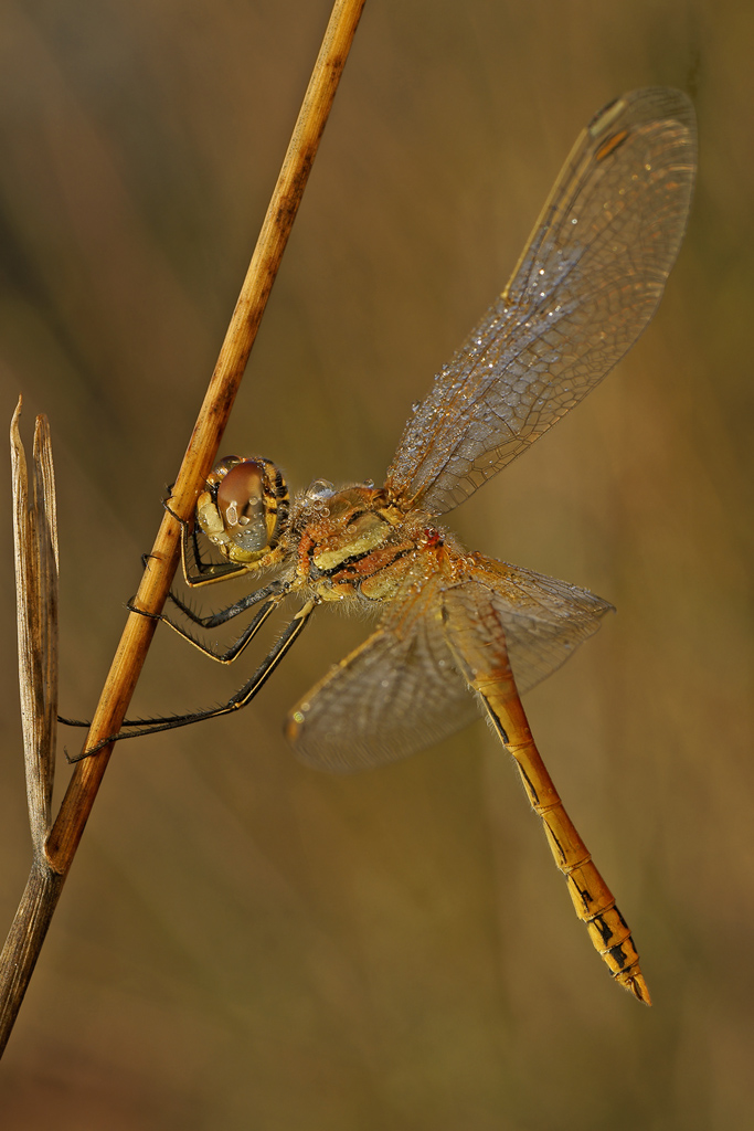 libellula
