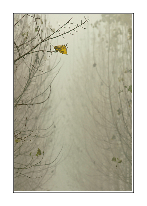 Una piccola storia tra i rami..