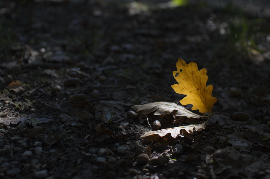 Si sta come d'autunno..