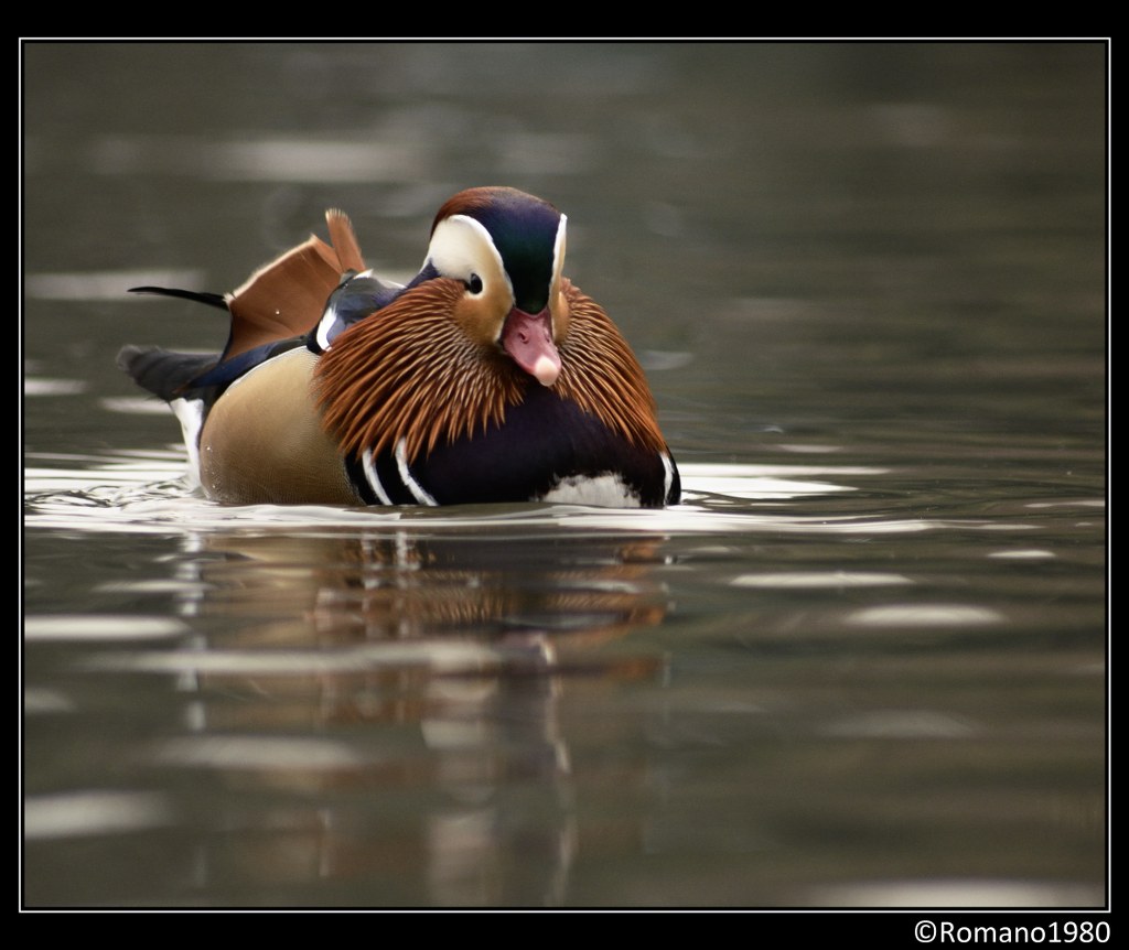 Anatra Mandarina (Aix Galericulata)