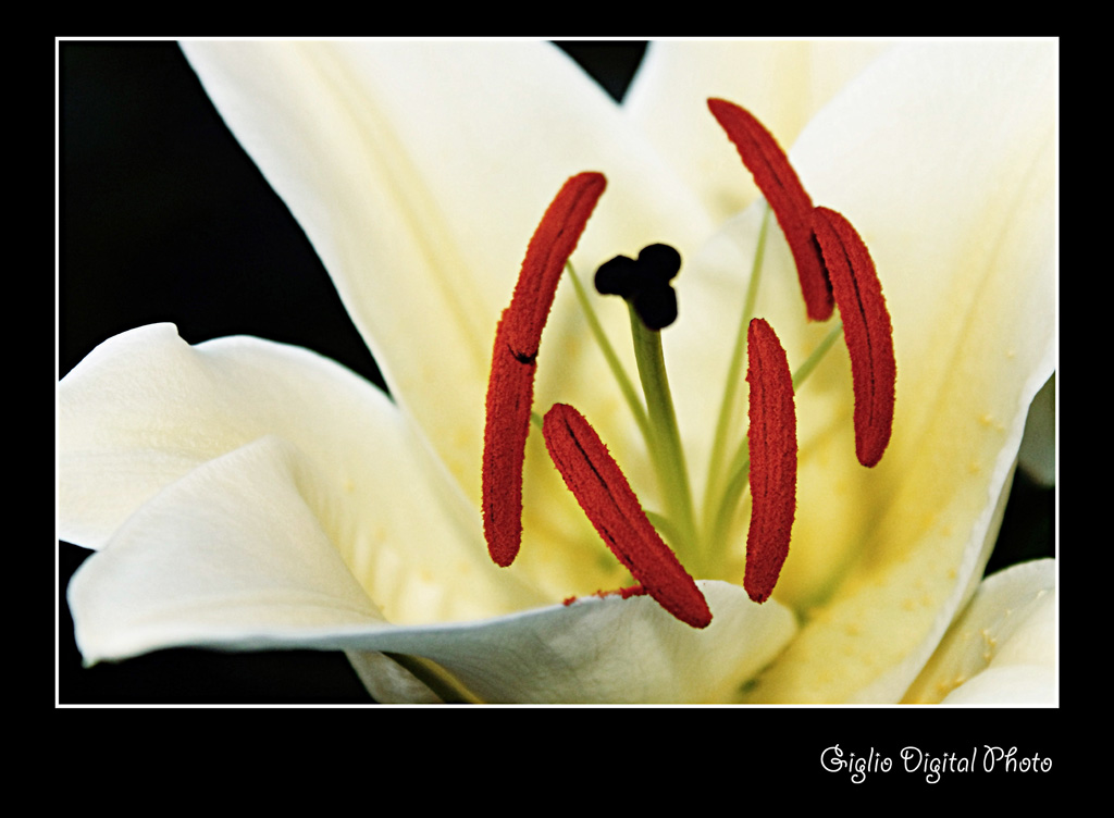 Giglio Digital Photo