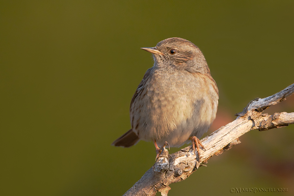 Passera scopaiola-Prunella modularis