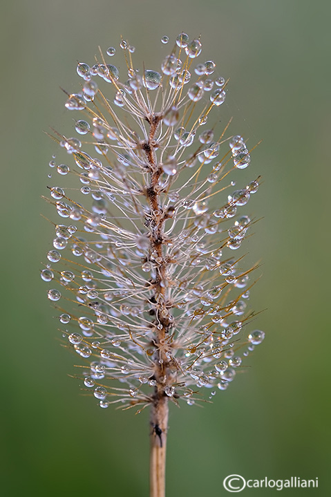 1 dicembre: albero di natale