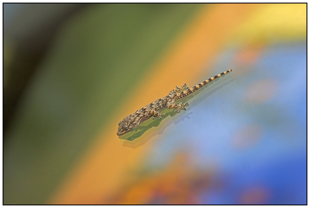 L'Esploratore... continua 1