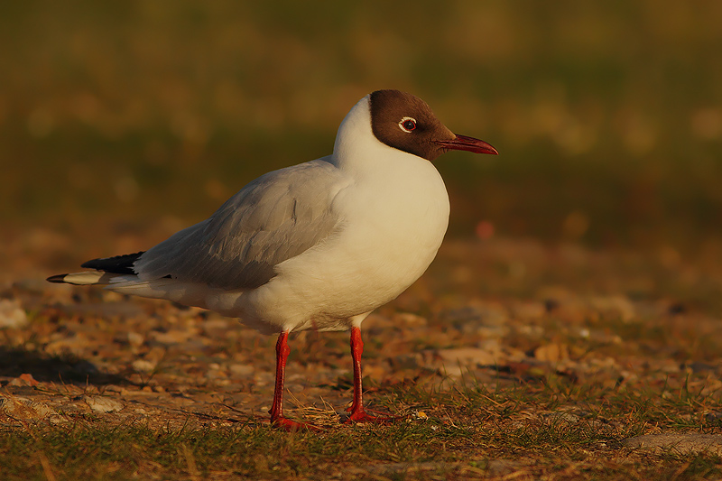 GABBIANO COMUNE AL TRAMONTO.......