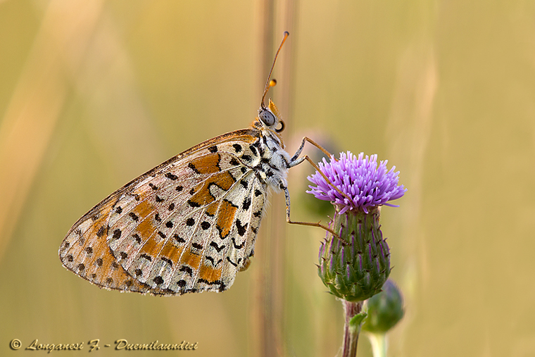 Melitaea (vissuta)