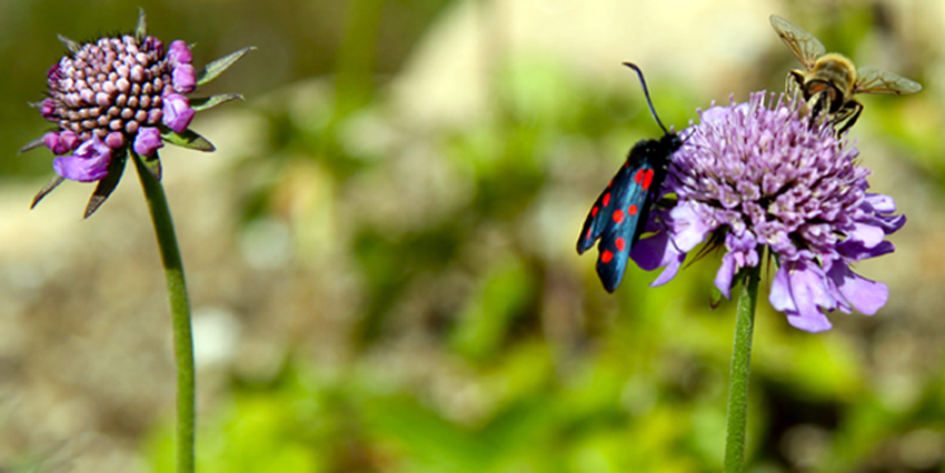 Giardino Alpino Saussurea 4