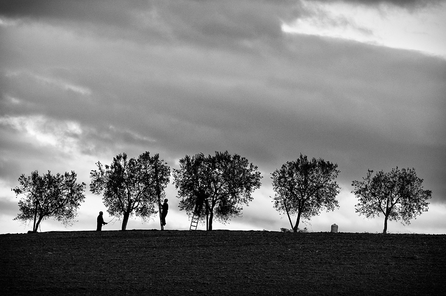 la raccolta delle olive
