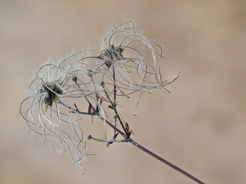 ...delicatezza....d'autunno.....