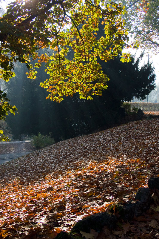Ultimi colori d'autunno