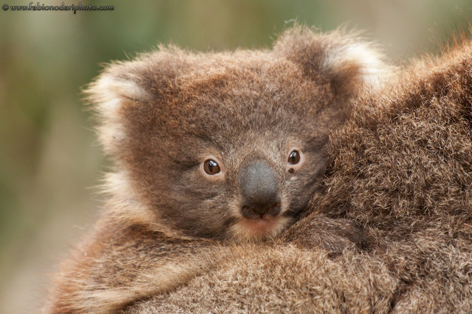 Koala a Kangaroo Island