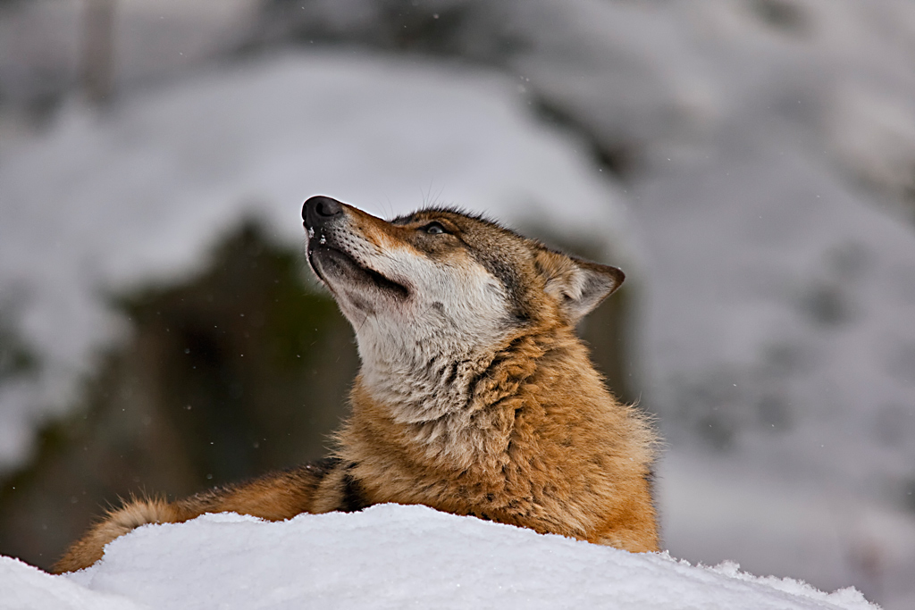 la vanit� del lupo