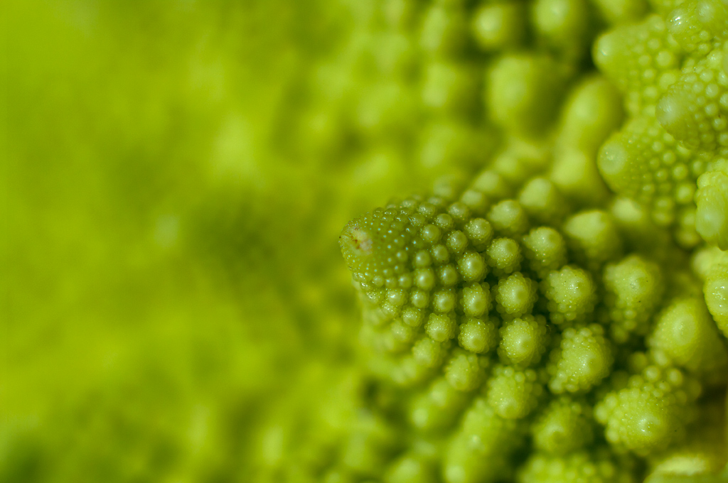 Viaggio al centro del broccolo