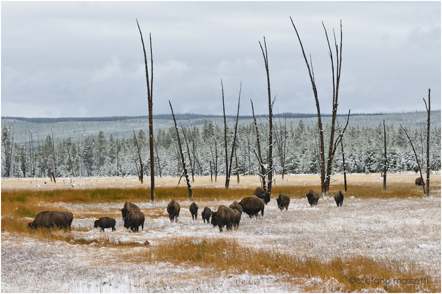 Yellowstone - Bisonti