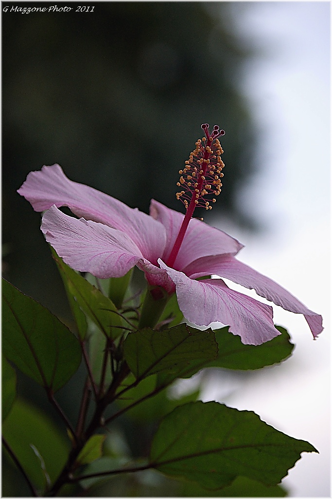 Hybiscus a Villa Taranto