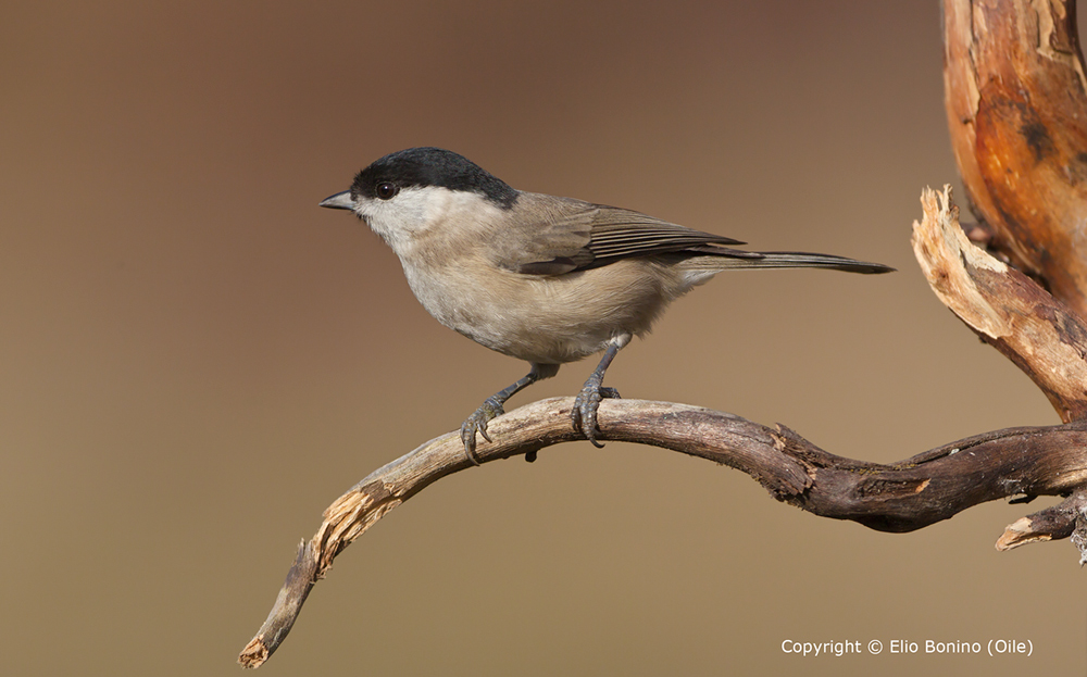 Cincia bigia (Parus palustris)