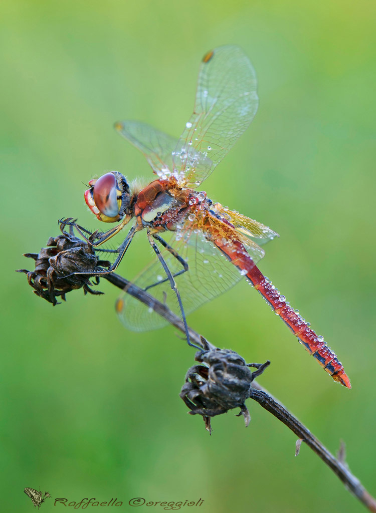 Sympetrum fonscolombii maschio