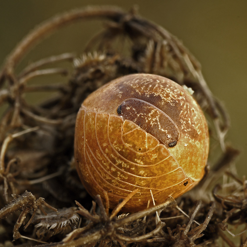 Isopoda: Armadilium vulgare
