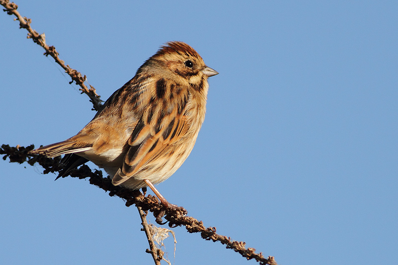 MIGLIARINO DI PALUDE