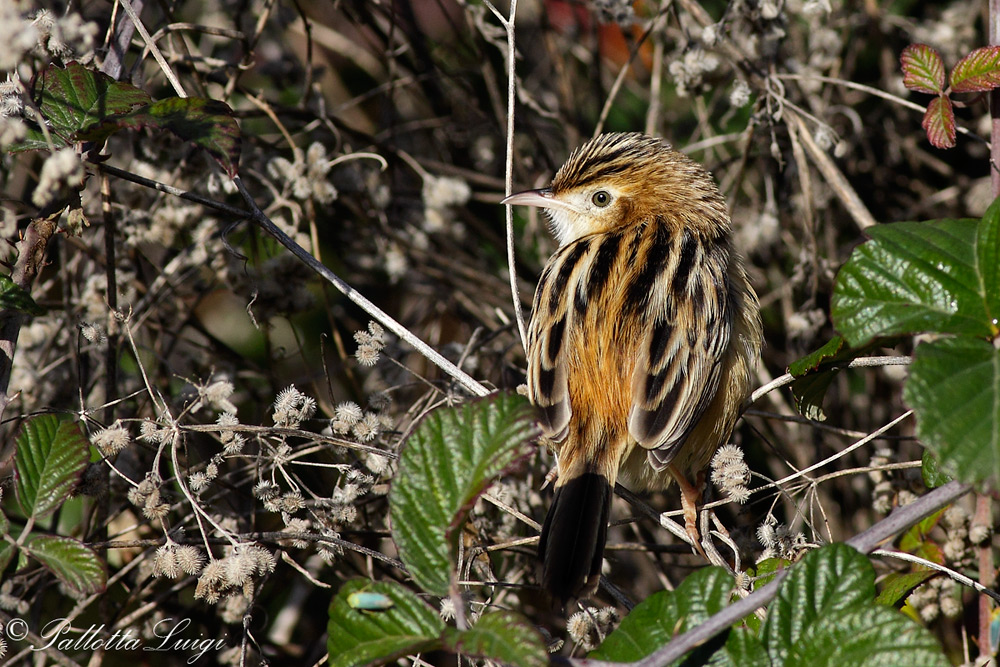 beccamoschino(Cisticola juncidis)