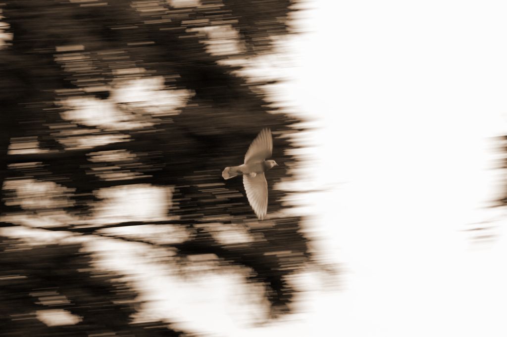 Anche un semplice piccione pu� diventaRE!!!