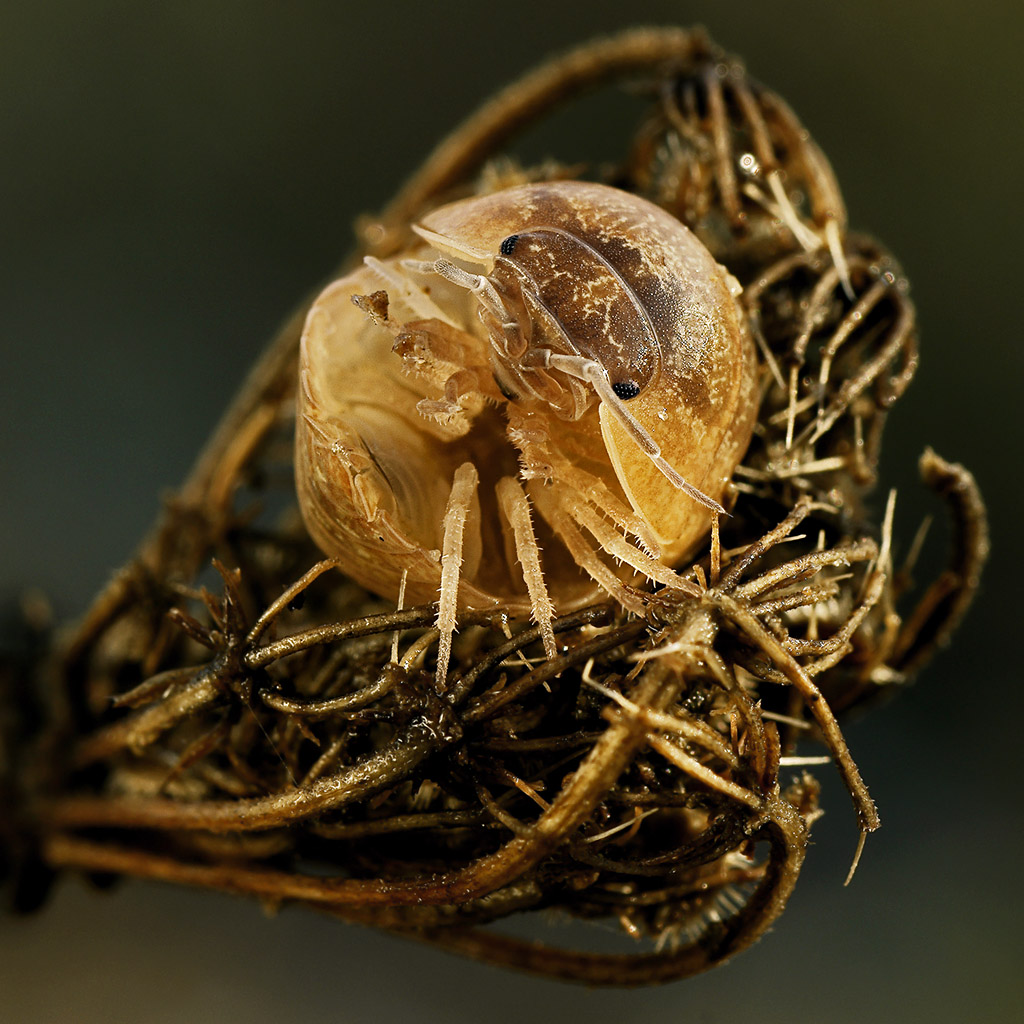 Isopoda (semiaperto)