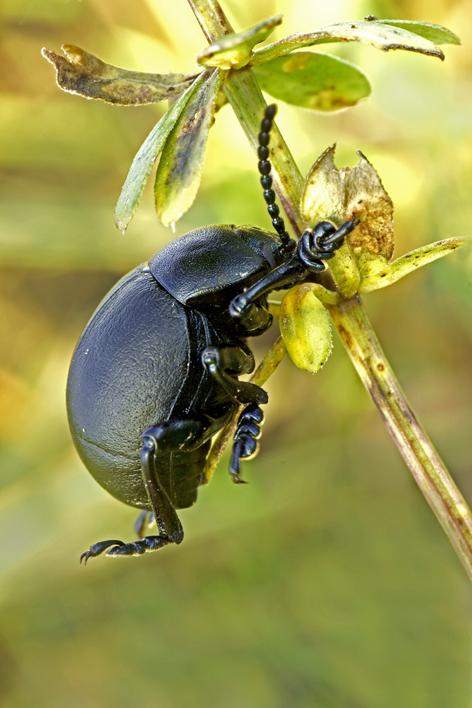 Timarcha T.  documentaria (assopita...primi movimenti)