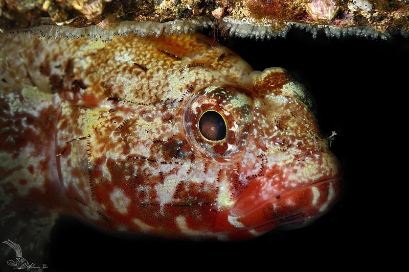 Nuove generazioni crescono.