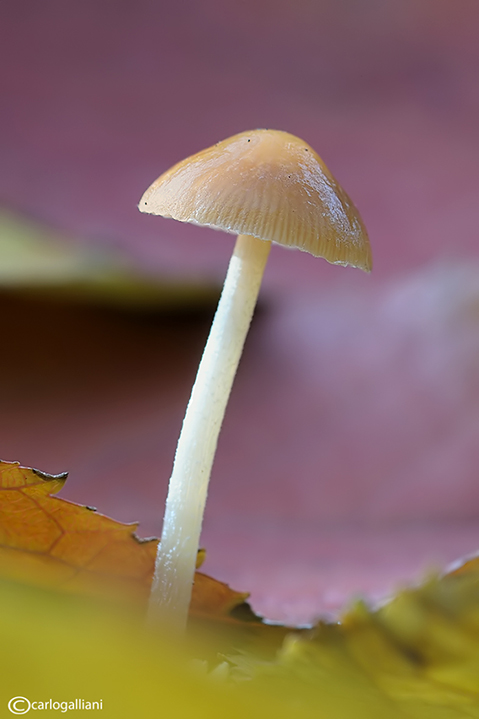 Funghetto autunnale
