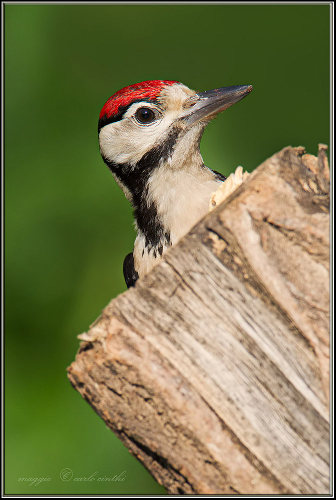 piccolo di picchio rosso maggiore