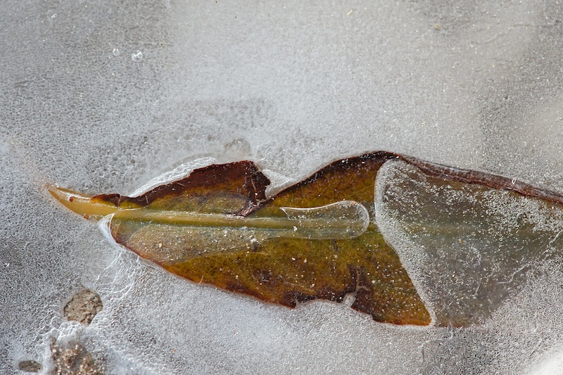 foglia su acqua e ghiaccio