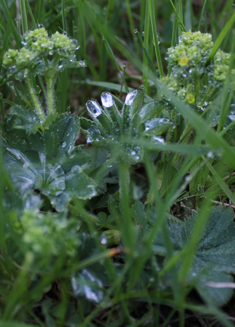La mattina in montagna