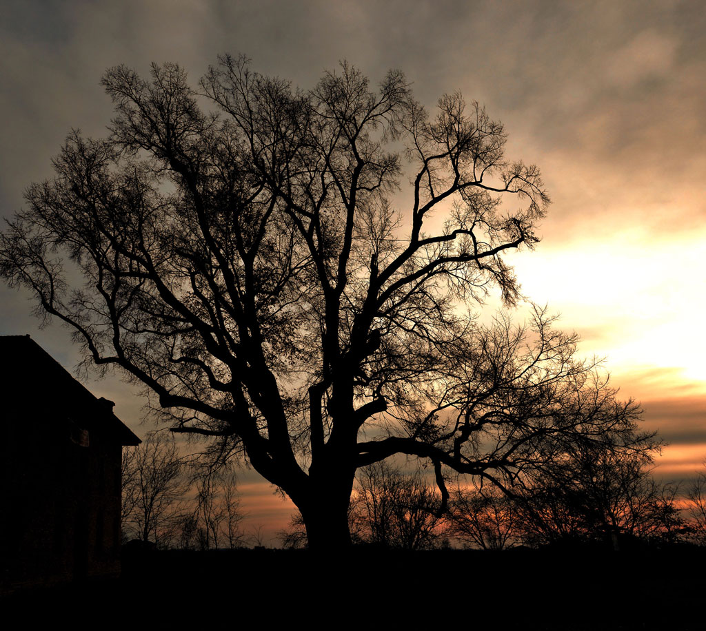 Olmo Campagnola Emilia (RE)