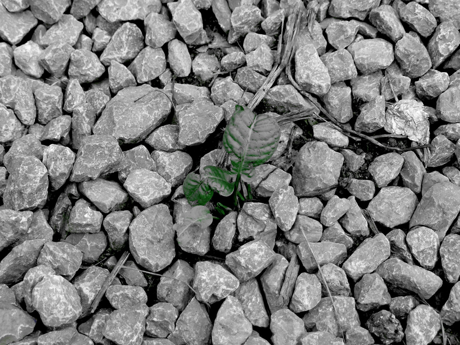 la vita nella roccia