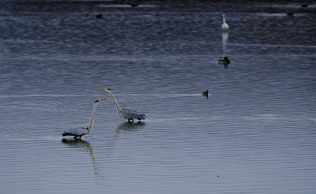 La danza dell'airone cenerino