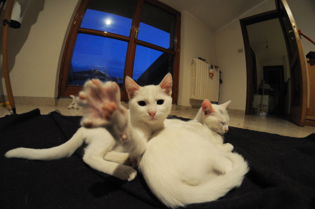 Gattino stufo dei paparazzi :P