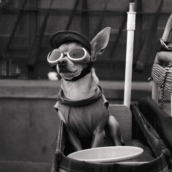 Voglio una vita spericolata