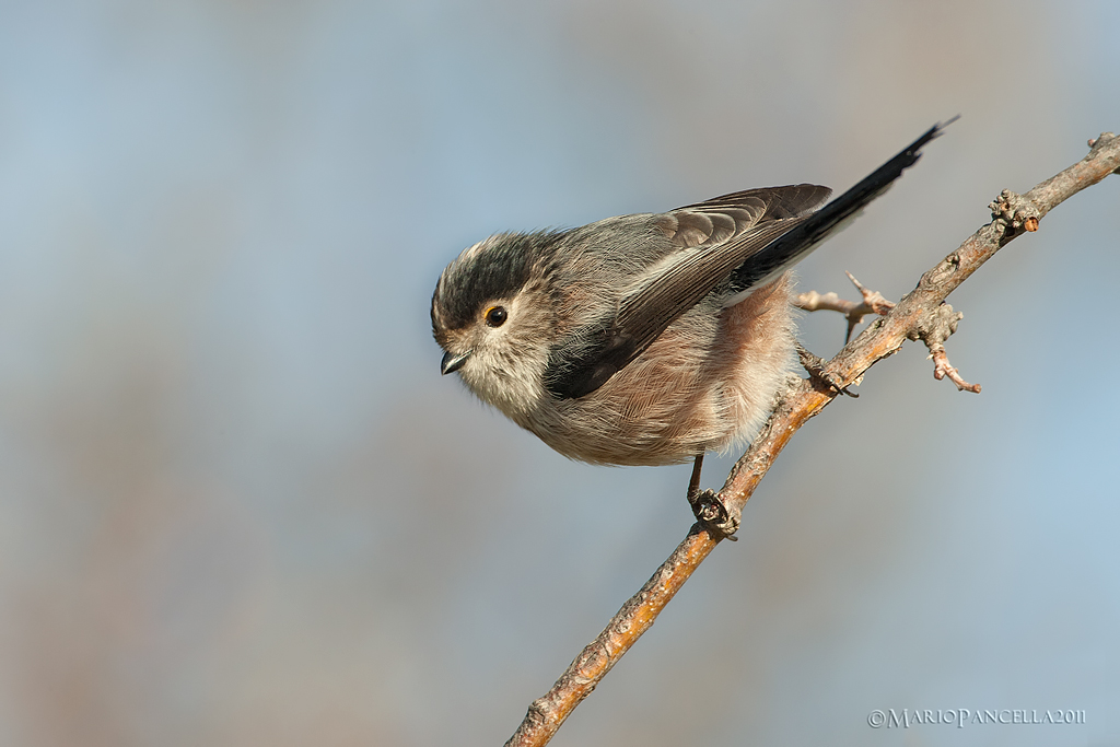 Codibugnolo -Aegithalos caudatus