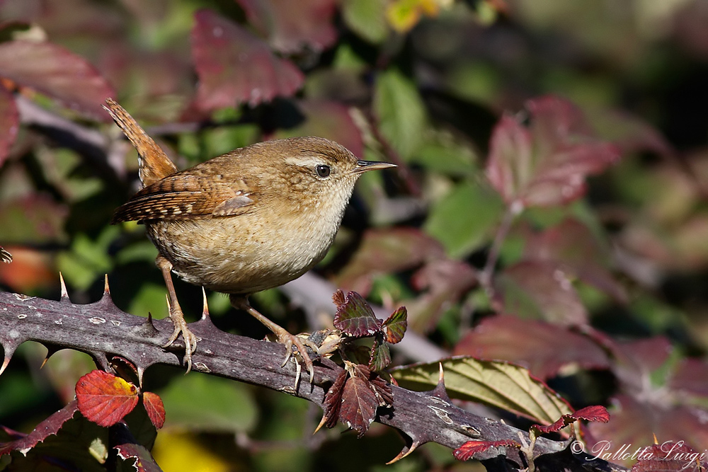 Scricciolo (Troglodytes troglodytes)