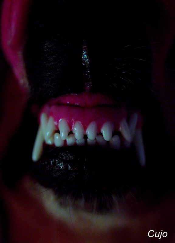 Cujo (Contest S. King 6�Class)