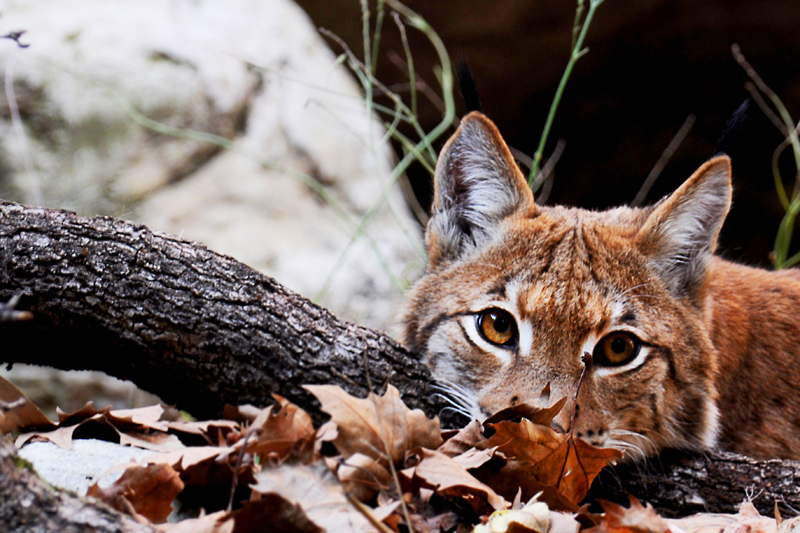 Mi sono nascosta bene?