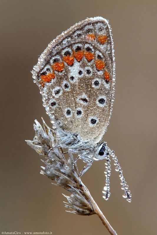 Auguri di serene festivit�.