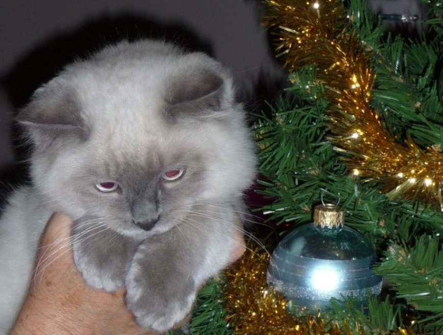 Buon Natale!