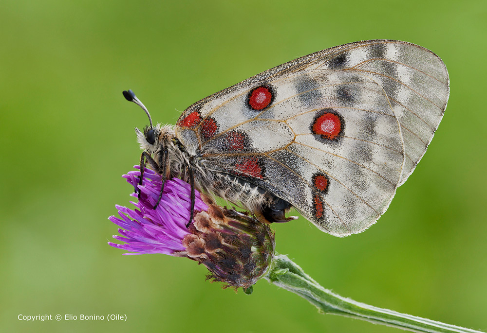 Parnassius-apollo-(Parnassius-apollo)