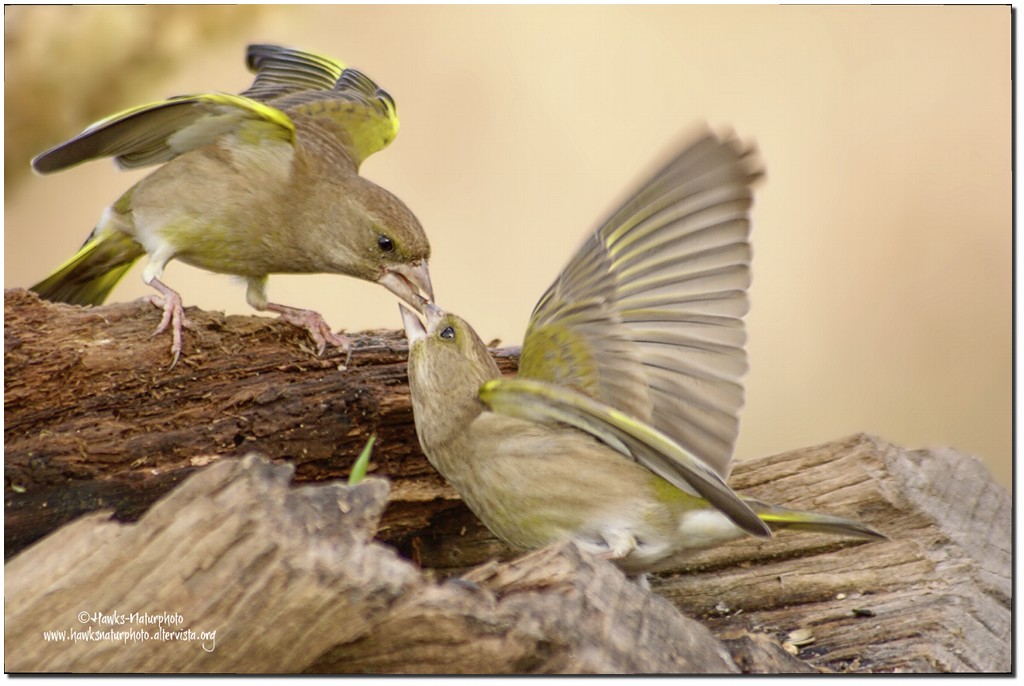 Il bacio Dei Verdoni