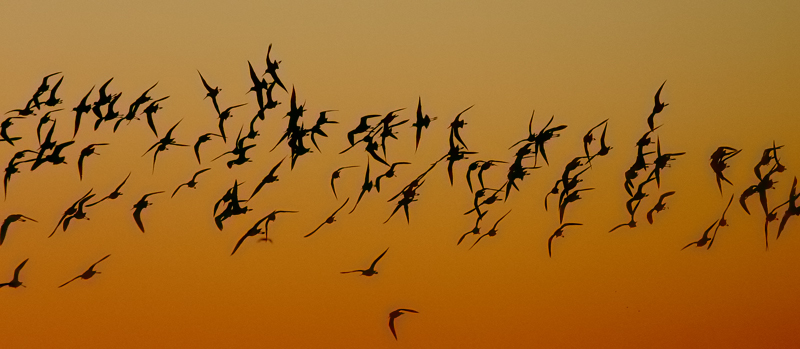 avocette al tramonto