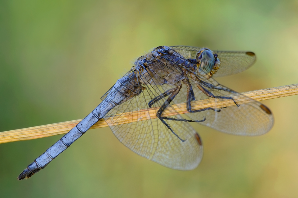 Orthetrum coerulescens