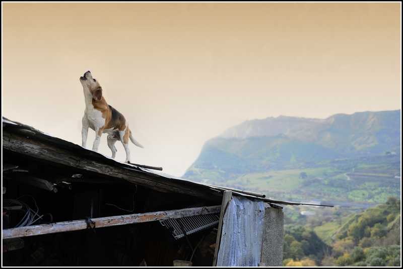 Settigiano, scampoli di fine anno.