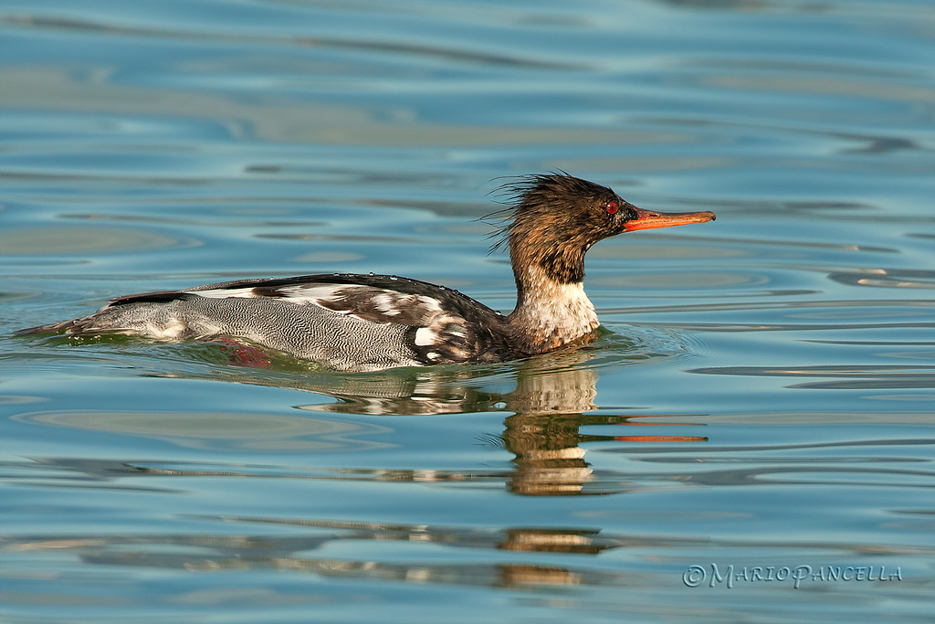 Smergo minore maschio